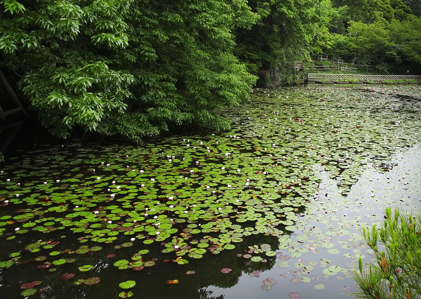 Ryoan-ji Temple